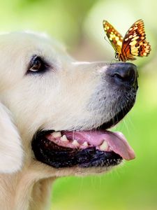 Preview wallpaper dog, muzzle, butterfly, protruding tongue, spring, summer