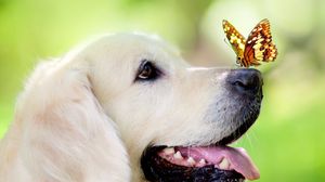 Preview wallpaper dog, muzzle, butterfly, protruding tongue, spring, summer