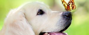 Preview wallpaper dog, muzzle, butterfly, protruding tongue, spring, summer