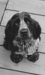 Preview wallpaper dog, muzzle, bw