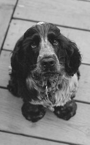 Preview wallpaper dog, muzzle, bw