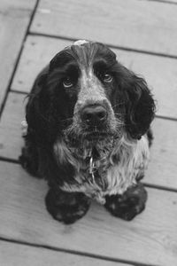 Preview wallpaper dog, muzzle, bw