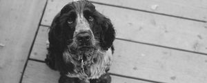 Preview wallpaper dog, muzzle, bw
