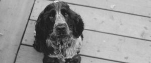 Preview wallpaper dog, muzzle, bw