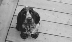 Preview wallpaper dog, muzzle, bw