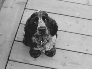 Preview wallpaper dog, muzzle, bw