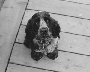 Preview wallpaper dog, muzzle, bw