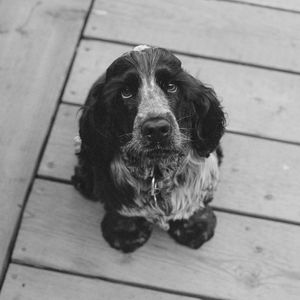 Preview wallpaper dog, muzzle, bw