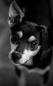 Preview wallpaper dog, muzzle, bw