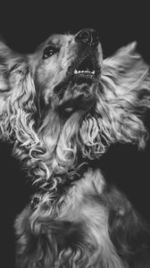 Preview wallpaper dog, muzzle, bw