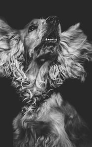 Preview wallpaper dog, muzzle, bw