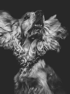Preview wallpaper dog, muzzle, bw