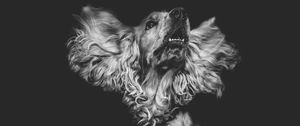 Preview wallpaper dog, muzzle, bw