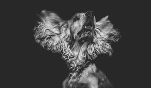 Preview wallpaper dog, muzzle, bw