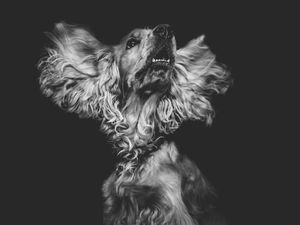 Preview wallpaper dog, muzzle, bw