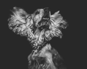 Preview wallpaper dog, muzzle, bw