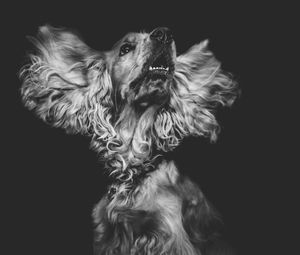 Preview wallpaper dog, muzzle, bw
