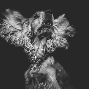 Preview wallpaper dog, muzzle, bw