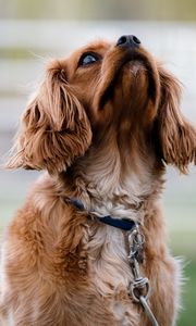 Preview wallpaper dog, muzzle, collar