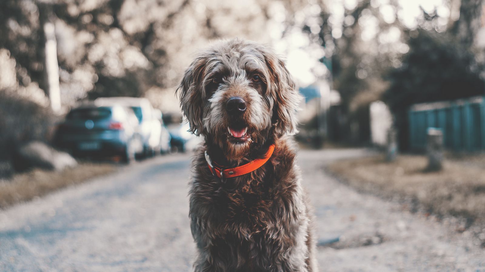 1600x900 Wallpaper dog, muzzle, collar