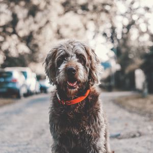 Preview wallpaper dog, muzzle, collar