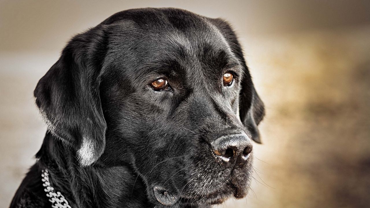 Wallpaper dog, muzzle, collar, black dog
