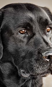 Preview wallpaper dog, muzzle, collar, black dog