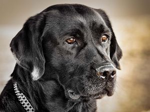 Preview wallpaper dog, muzzle, collar, black dog