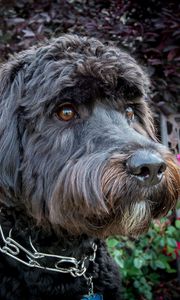 Preview wallpaper dog, muzzle, collar, flowers