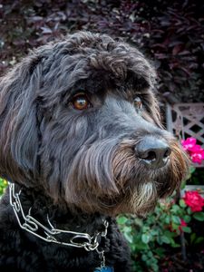 Preview wallpaper dog, muzzle, collar, flowers