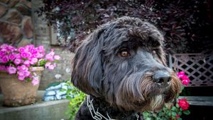 Preview wallpaper dog, muzzle, collar, flowers