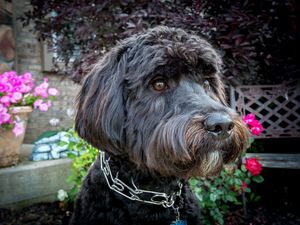 Preview wallpaper dog, muzzle, collar, flowers