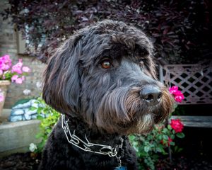 Preview wallpaper dog, muzzle, collar, flowers