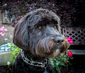 Preview wallpaper dog, muzzle, collar, flowers