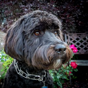 Preview wallpaper dog, muzzle, collar, flowers