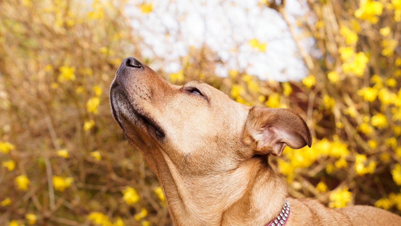 Wallpaper dog, muzzle, collar, curiosity