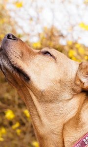 Preview wallpaper dog, muzzle, collar, curiosity