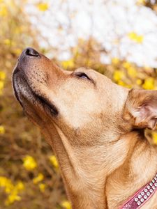 Preview wallpaper dog, muzzle, collar, curiosity