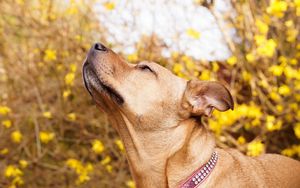 Preview wallpaper dog, muzzle, collar, curiosity
