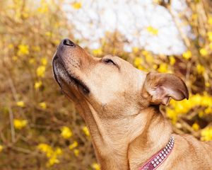 Preview wallpaper dog, muzzle, collar, curiosity