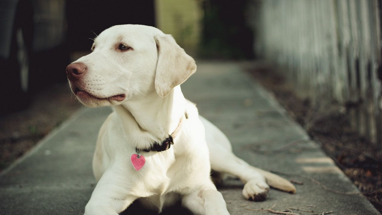 Wallpaper dog, muzzle, collar, eyes