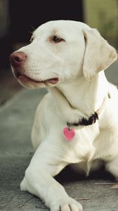 Preview wallpaper dog, muzzle, collar, eyes