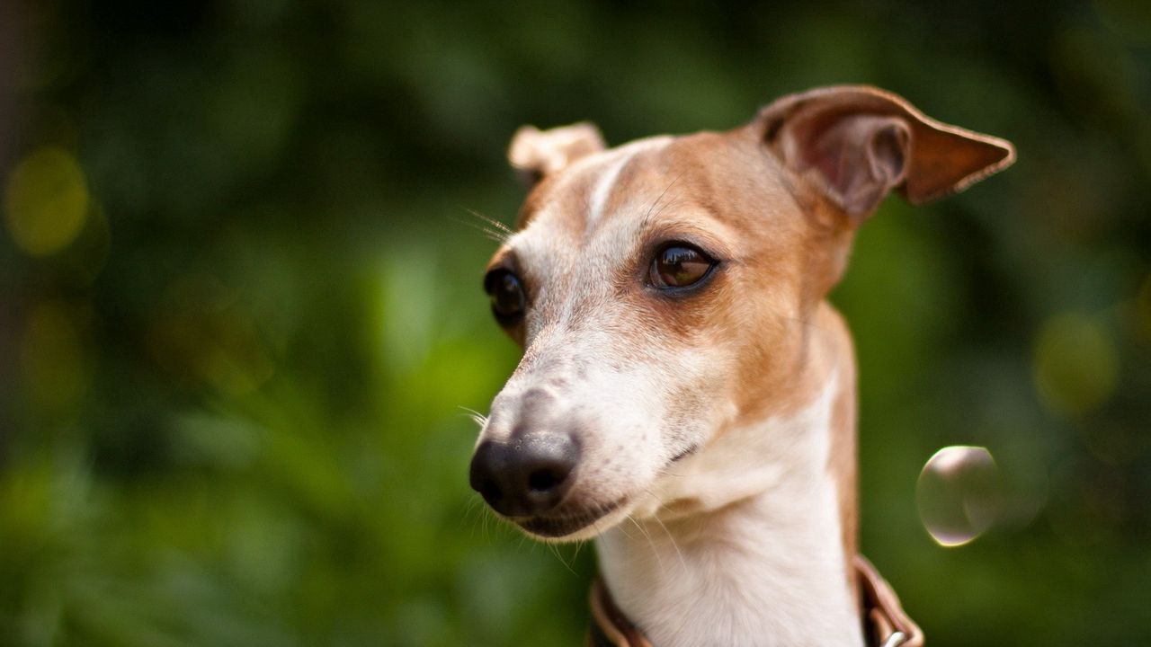 Wallpaper dog, muzzle, collars, white, grass