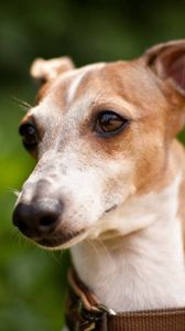 Preview wallpaper dog, muzzle, collars, white, grass