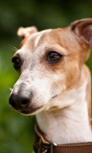 Preview wallpaper dog, muzzle, collars, white, grass