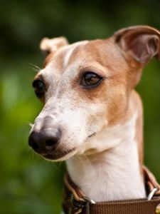 Preview wallpaper dog, muzzle, collars, white, grass