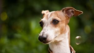 Preview wallpaper dog, muzzle, collars, white, grass