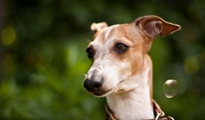 Preview wallpaper dog, muzzle, collars, white, grass