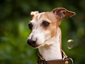 Preview wallpaper dog, muzzle, collars, white, grass