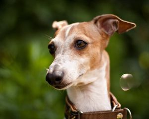 Preview wallpaper dog, muzzle, collars, white, grass